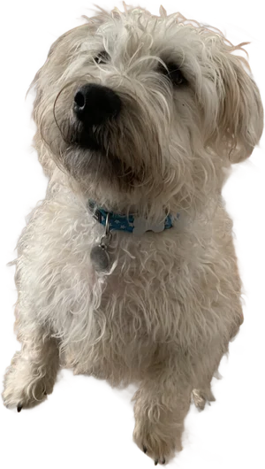 George Bailey, Meagan's dog